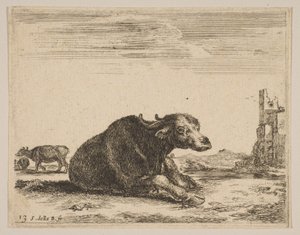 Płyta 13: bawół leżący, z Różne zwierzęta Diversi animali, ca. 1641. autorstwa Stefano della Bella