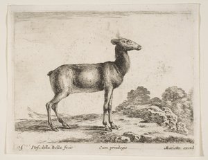 Płyta 15: łania, z różnych zwierząt Diversi animali, ca. 1641. autorstwa Stefano della Bella