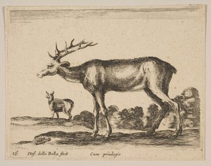 Płyta 16: jeleń, z różnych zwierząt Diversi animali, ca. 1641. autorstwa Stefano della Bella