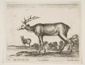 Płyta 16: jeleń, z różnych zwierząt Diversi animali, ca. 1641. autorstwa Stefano della Bella