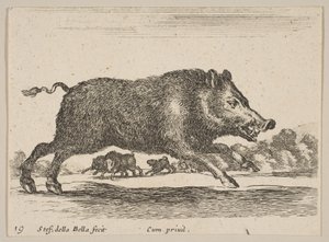Płyta 19: dzik, z różnych zwierząt Diversi animali, ca. 1641. autorstwa Stefano della Bella