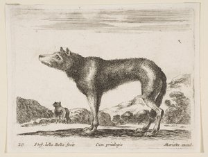 Płyta 20: wilk, z różnych zwierząt Diversi animali, ca. 1641. autorstwa Stefano della Bella