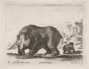 Tablica 4: niedźwiedź, z „Różne zwierzęta” Diversi animali, 1641.