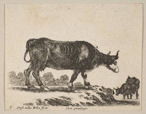 Płyta 7: krowa, z różnych zwierząt Diversi animali, ca. 1641. autorstwa Stefano della Bella