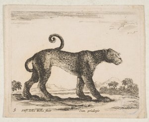 Tablica 9: lampart, z 