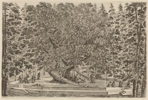 Zamieszkałe drzewo, prawdopodobnie 1653. autorstwa Stefano della Bella