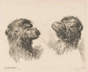 Dwie głowy wielbłąda, ca. 1641. autorstwa Stefano della Bella