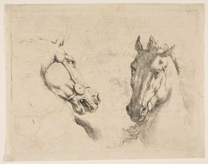 Dwie głowy konia, ca. 1649. autorstwa Stefano della Bella
