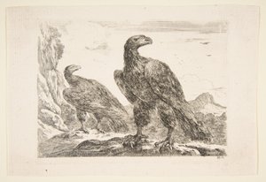 Dwa orły z „Orłów” Les aigles, ca. 1651. autorstwa Stefano della Bella