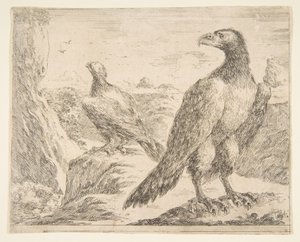 Dwa orły, z Eagles Les aigles, ca. 1651. autorstwa Stefano della Bella