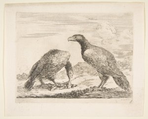 Dwa orły, jeden pożerający baranka, z Eagles Les aigles, ca. 1651. autorstwa Stefano della Bella