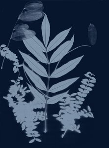 Cyan Foliage 01, 2017 (digital) autorstwa Stephen Dow