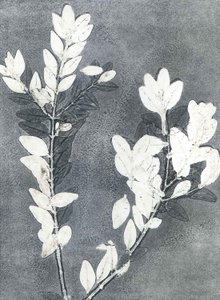 Midnight Garden III, 2015 (monoprint na papierze)
