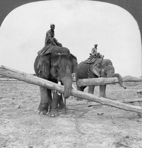 Słonie pracujące na skład drewna, Rangun, Birma, 1908