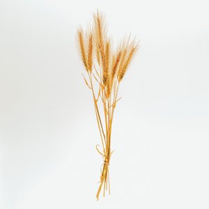 Jęczmień nr 01, 2020 (zdjęcie)
