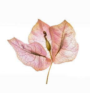 Bougainvillea Bract No. 01, 2020 (zdjęcie)