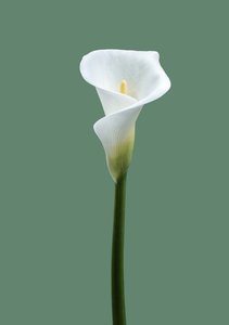 Calla Lily nr 02, 2021 (zdjęcie)