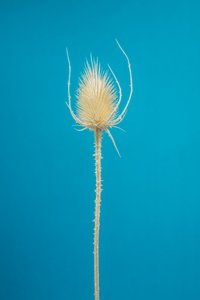 Dried Teasel No. 01, 2021 (zdjęcie ilustracyjne)