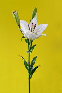 Lily na żółtym nr 01, 2020 (zdjęcie)