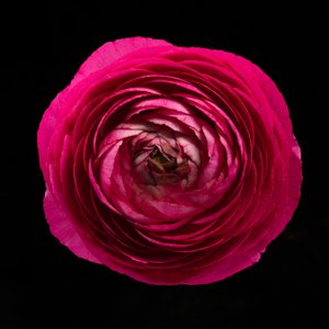 Ranunculus nr 01, 2020 (zdjęcie)
