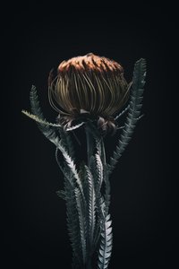 Pojedyncza protea, 2021 r. (zdjęcie) autorstwa Steve Gallagher