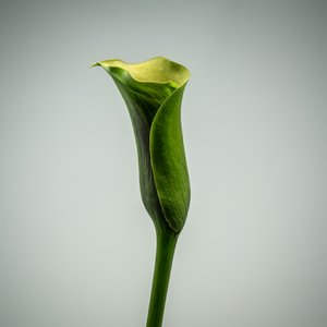 Pojedyncza zielona lilia Calla, 2020 (zdjęcie)