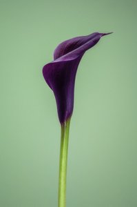 Pojedyncza fioletowa lilia Calla, 2021 (zdjęcie)