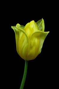 Yellow Tulip No.02, 2021 (zdjęcie ilustracyjne)