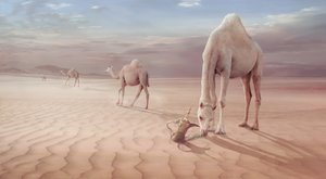  autorstwa Sulaiman Almawash