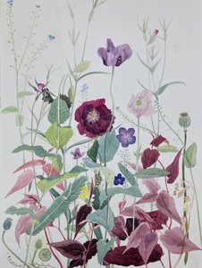  autorstwa Suzy Fasht