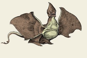 Fantastyczny potwór morski, ilustracja z „Historii zwierząt” Conrada Gesnera (kolor lito) autorstwa Swiss School
