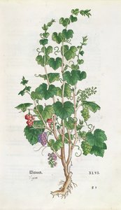 Talerz botaniczny winorośli (Vitis Vinifera) z De Historia Stirpium autorstwa Leonarda Fuchsa (1501-66) 1543 autorstwa Swiss School
