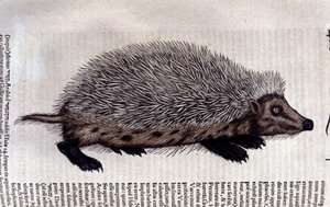 Jeż, ilustracja z „Historia animalium” Conrada Gesnera autorstwa Swiss School