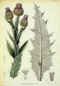 Okaz onopordonu. Tabliczka botaniczna zatytułowana „Podróż botaniczna na południu Hiszpanii” autorstwa botanika Pierre Edmod Boissier autorstwa Swiss School