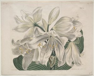 Wystawiony magazyn botaniczny lub ogród kwiatowy: White Cape - Coast Lily, 1806. autorstwa Sydenham Teast Edwards
