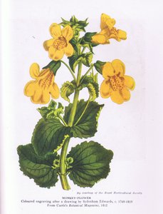 Monkey Flower, Nature in Britain wydane przez Collins 1946 (kolor lito) autorstwa Sydenham Teast (after) Edwards