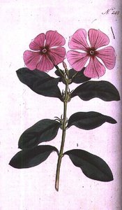 Barwinek (Vinca rosea madagaskar), tablica 248 z „The Botanical Magazine” Williama Curtisa (lub „Flower Garden Displayed”), sztychowana przez F. Sansoma, wyd. 1793-94 (grawerowanie) autorstwa Sydenham Teast (after) Edwards