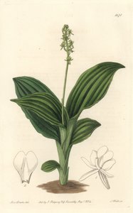 Afrykańska orchidea liparis - woda forte autorstwa S. Wattsa z ilustracji Sarah Anne Drake (1803-1857), z rejestru botanicznego autorstwa Sydenham Teast Edwards