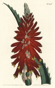 Drzewo aloesowe - Aloes wąskolistny, Aloe arborescens. Ręcznie barwiony miedzioryt autorstwa F. Sansoma Jr. według ilustracji Sydenhama Edwardsa z magazynu botanicznego Williama Curtisa, T. Curtis, Londyn autorstwa Sydenham Teast Edwards