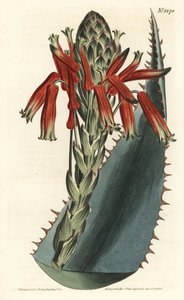 Aloe variete - Niebieski aloes, Aloe glauca (Red-spined glaucous aloe, Aloe rhodacantha) - Ręcznie barwiony miedzioryt autorstwa F. Sansoma Jr. według ilustracji autorstwa Sydenhama Edwardsa z magazynu Botanical William Curtis, T. Curtis, Londyn autorstwa Sydenham Teast Edwards