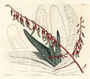 Aloes zwyczajny - Aloes wachlarzowaty, Aloe plicatilis (Aloes języczkowy, Aloe lingua). Ręcznie kolorowany miedzioryt wykonany przez F. Sansoma Jr. na podstawie ilustracji Sydenhama Edwardsa z "William Curtis