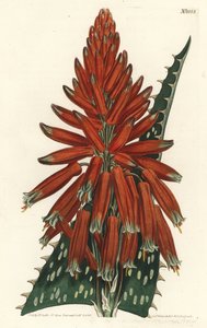 Aloes macule - Aloes mydlany lub zebra, Aloe maculata (Aloes plamisty, Aloe picta). Ręcznie barwiony miedzioryt autorstwa F. Sansoma Jr. według ilustracji Sydenhama Edwardsa z magazynu botanicznego Williama Curtisa, T. Curtis, Londyn autorstwa Sydenham Teast Edwards
