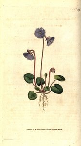 Soldanella alpejska - Soldanella alpejska, Soldanella alpina. Ręcznie kolorowany miedzioryt według ilustracji botanicznej autorstwa Jamesa Sowerby