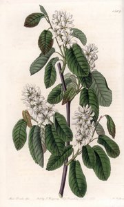 Amelanchier z liśćmi olchy lub aronią z kwiatami - Talerz grawerowany przez S.Wattsa, z ilustracji Sarah Anne Drake (1803-1857), z rejestru botanicznego Sydenham Edwards (1768-1819), Anglia autorstwa Sydenham Teast Edwards