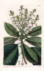 American Arbutus Tree - Grawerowane przez S.Wattsa, z ilustracji Sarah Anne Drake (1803-1857), z rejestru botanicznego Sydenham Edwards (1768-1819), Anglia autorstwa Sydenham Teast Edwards