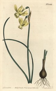 Anielskie łzy narcyz - Anielskie łzy, Narcissus triandrus (żółty narcyz o refleksach, Narcissus triandrus v. luteus) - Ręcznie kolorowany miedzioryt autorstwa F. Sansoma Jr. według ilustracji Sydenhama Edwardsa z Botanical Ma Williama Curtisa autorstwa Sydenham Teast Edwards