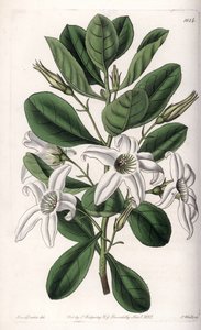 Anthocercis variete, pochodzący z Australii - tabliczka grawerowana przez S.Wattsa, z ilustracji Sarah Anne Drake (1803-1857), z rejestru botanicznego Sydenham Edwards (1768-1819), Anglia autorstwa Sydenham Teast Edwards