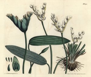Pachnący Aponogeton - Cap-rdestnica, Aponogeton distachyos (aponogeton o rozwidlonych kwiatach, Aponogeton distachyon). Ręcznie barwiony miedzioryt autorstwa F. Sansoma Jr. według ilustracji Sydenhama Edwardsa z magazynu Botanical Magazine Williama Curtisa autorstwa Sydenham Teast Edwards
