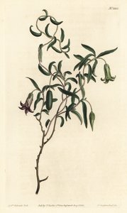 Jagoda jabłkowa lub billardiera o zmiennych kwiatach, Billardiera mutabilis - Ręcznie barwiony miedzioryt autorstwa F. Sansoma Jr. według ilustracji Sydenhama Edwardsa z magazynu Botanical William Curtis, T. Curtis, Londyn autorstwa Sydenham Teast Edwards