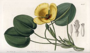 Aquatic Poppy - Talerz grawerowany przez S. Wattsa, z ilustracji Sarah Anne Drake (1803-1857), z rejestru botanicznego Sydenham Edwards (1768-1819), Anglia autorstwa Sydenham Teast Edwards